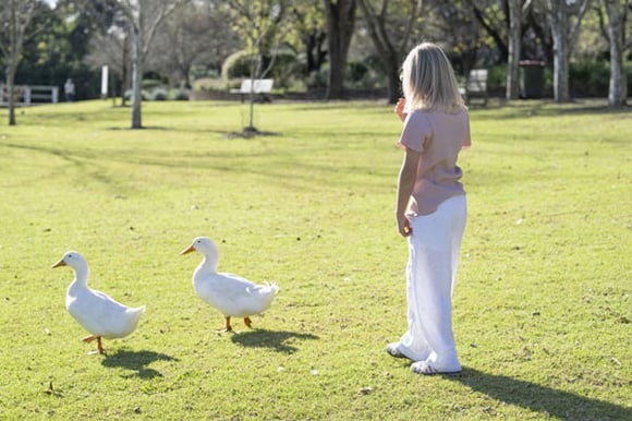 Ducks-Fagan-Park-Galston