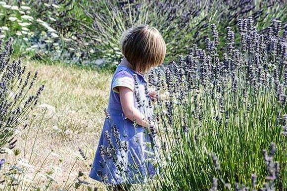 Lavender