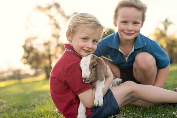 Nancys-Freedom-Farm-chooks