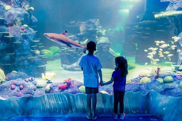 Rainy-Day-Aquarium-Sydney