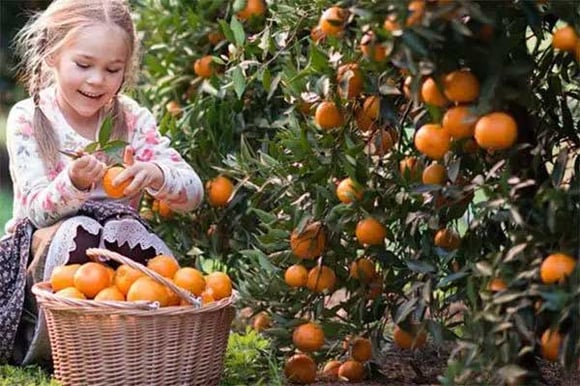 fruit-picking